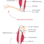 comment-fonctionne-un-muscle-decouvrez-les-mysteres-du-mouvement-musculaire-f09f92aa