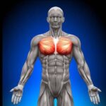 developpez-vos-pecs-quel-muscle-travailler-avec-f09f92aae29d93