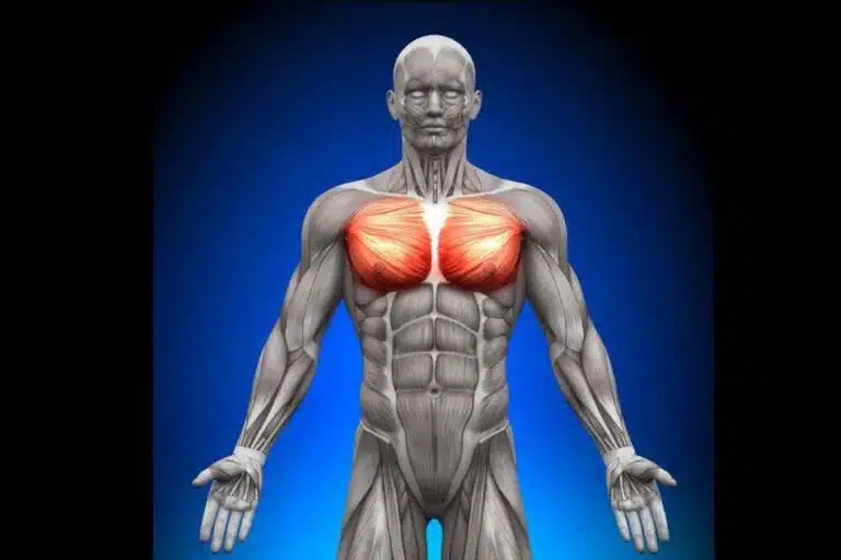 Développez vos pecs : quel muscle travailler avec ? 💪❓