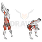 obliques-musculation-les-meilleurs-exercices-pour-sculpter-vos-abdominaux-lateraux