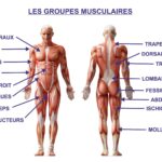 quel-est-lordre-ideal-pour-travailler-les-muscles-f09f92aaf09f92a1