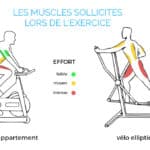 quel-muscle-travaille-reellement-le-velo-elliptique-f09f92aaf09f9ab4e29980efb88f
