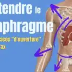 comment-muscler-son-diaphragme-pour-une-respiration-profondef09f92aaf09f8cacefb88f