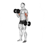 les-10-meilleurs-exercices-de-musculation-des-bras-avec-halteres-pour-des-resultats-rapides-et-durables