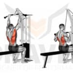 le-meilleur-exercice-de-musculation-pour-renforcer-votre-dos-7-mouvements-efficaces-a-essayer-des-maintenant