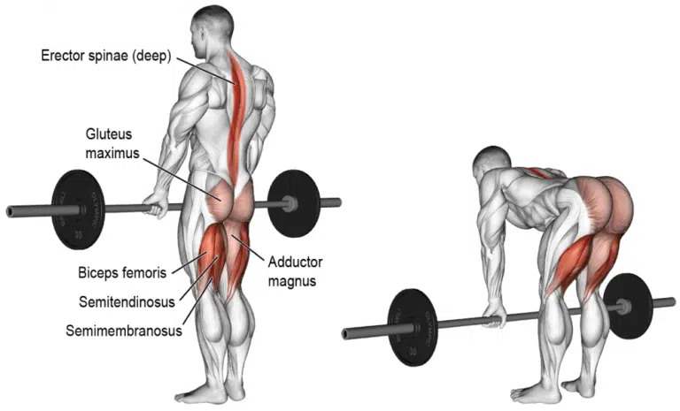 Le programme de musculation 5 jours par semaine : Comment maximiser vos résultats